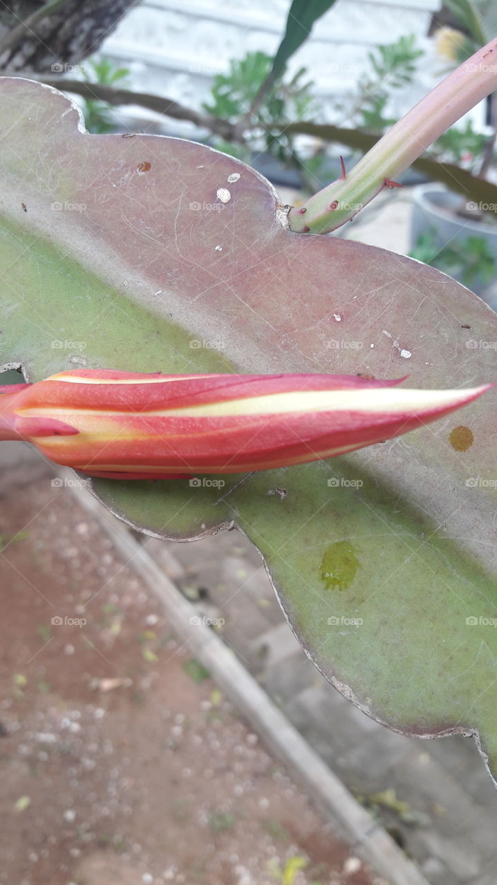 Night flower (kadupul) in sri lanka