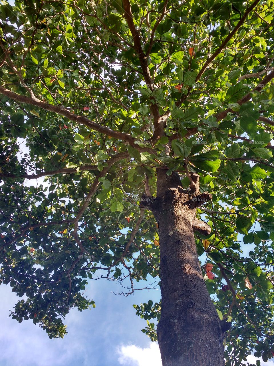 linda ativa árvore de Deus na sua casa