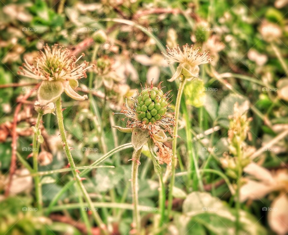 Wild Dewberries