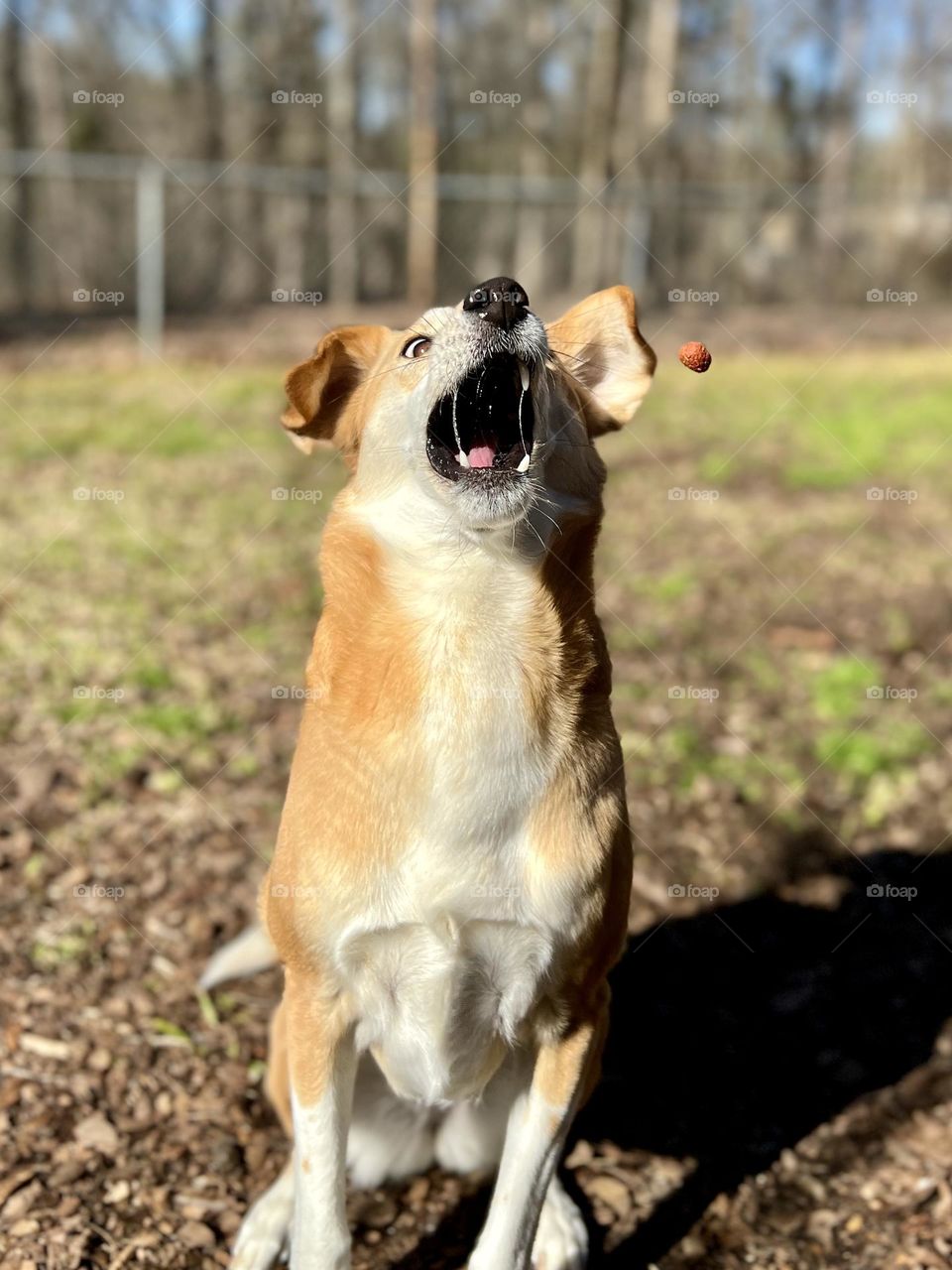 Pet hound dog is wide eyed and open mouthed as a treat flies through the air. She is sitting in a home backyard in the sunshine.