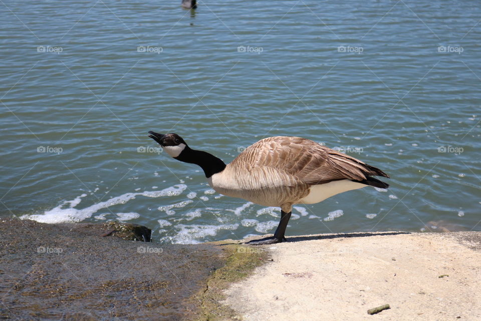 Goose Migration Hydration 

