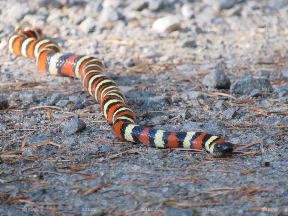 King snake