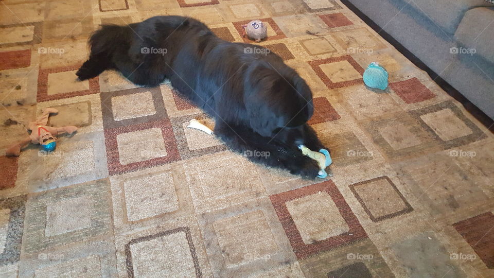 No Person, Dog, One, Mammal, Indoors