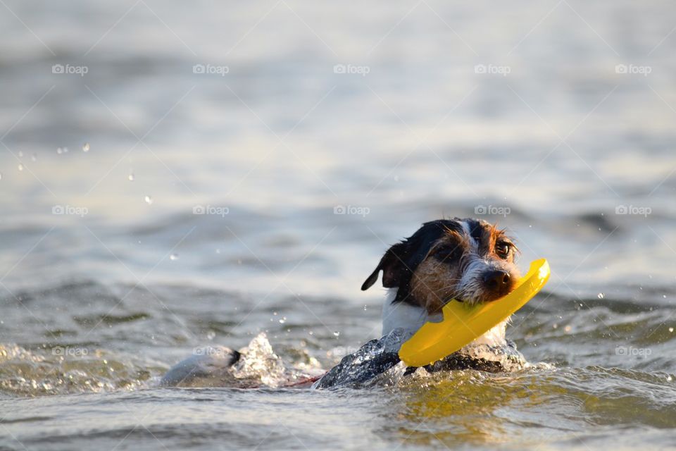 Close-up of wet dog