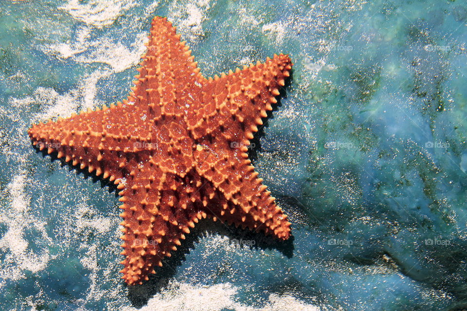 Is the Starfish really a fish?