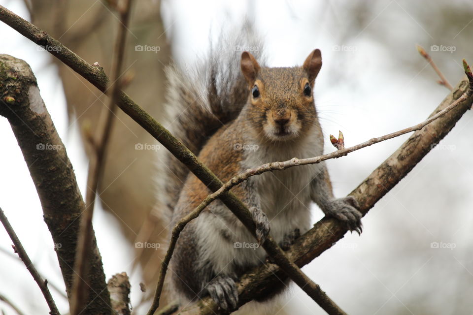 Squirrel 