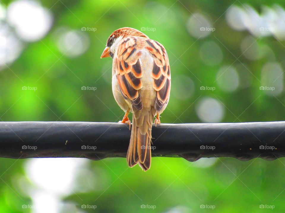 Sparrows are a family of small passerine birds. They are also known as true sparrows, or Old World sparrows, names also used for a particular genus of the family, Passer.