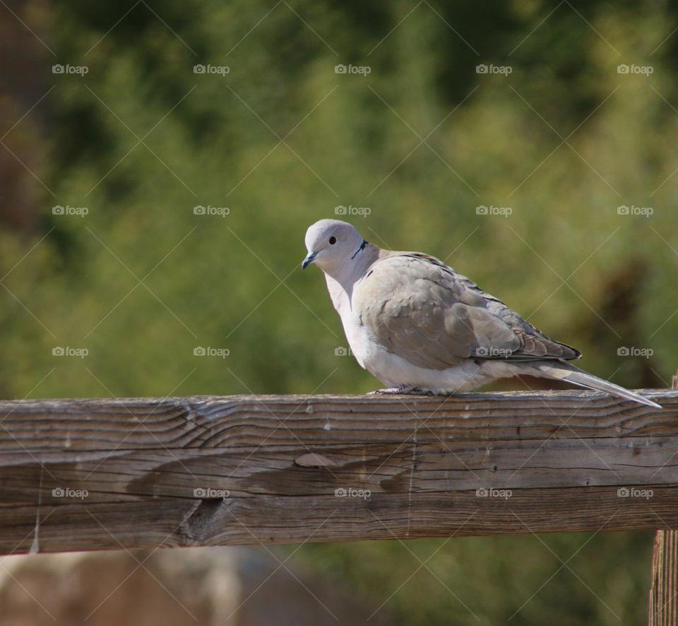 Dove on a Wooden Rail