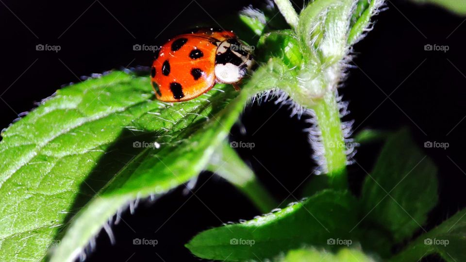Lady bug on leaf