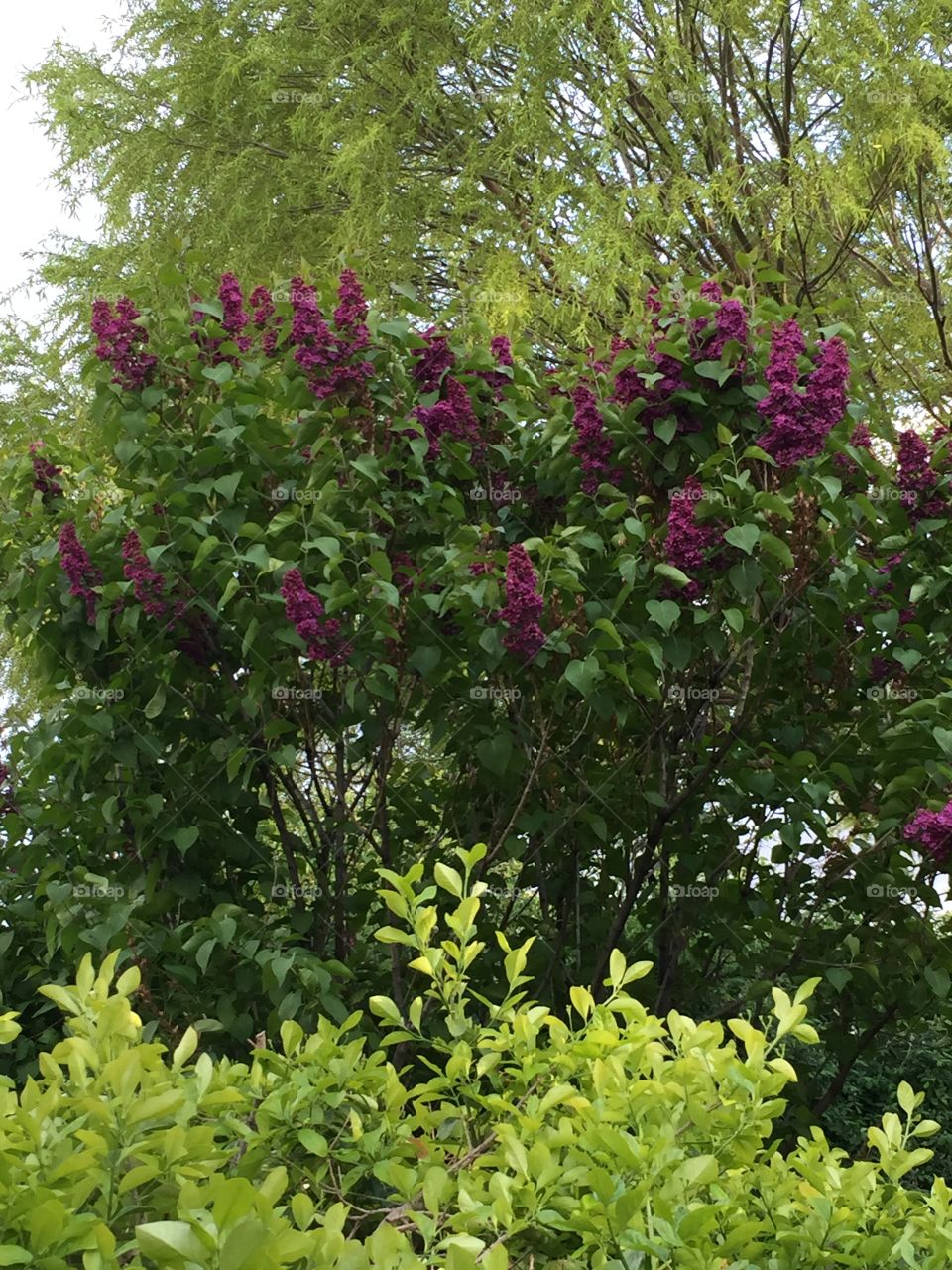 Lilacs and Trees 🌳