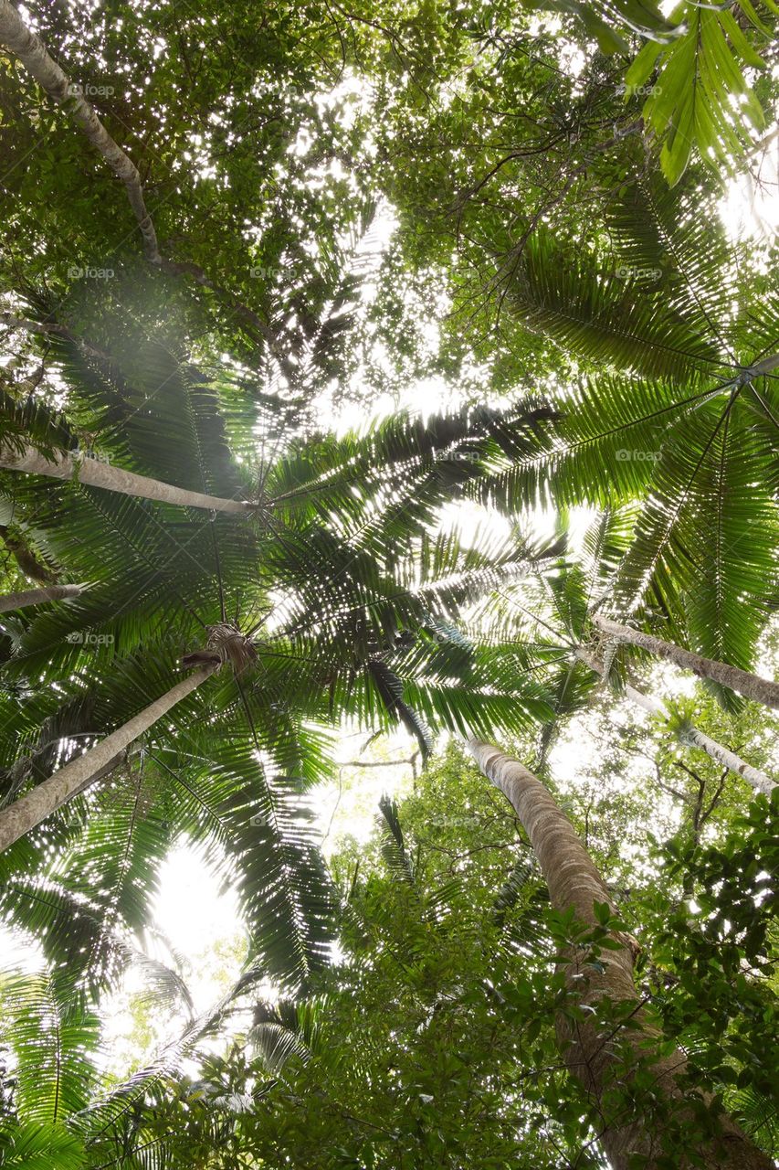 Looking Up