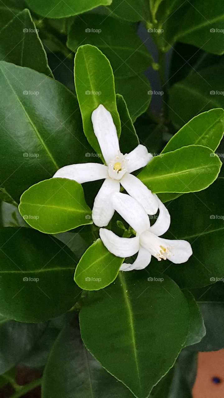 lemon flower