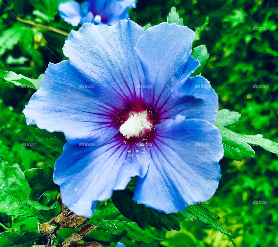 The Blue rose of Sharon is rare and striking to see especially in full bloom