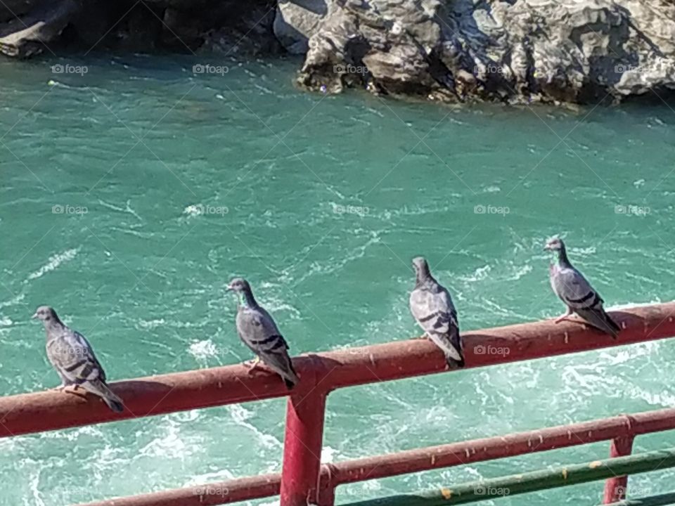 Pigeons enjoying winter sunshine on the bank of the sacred Ganga