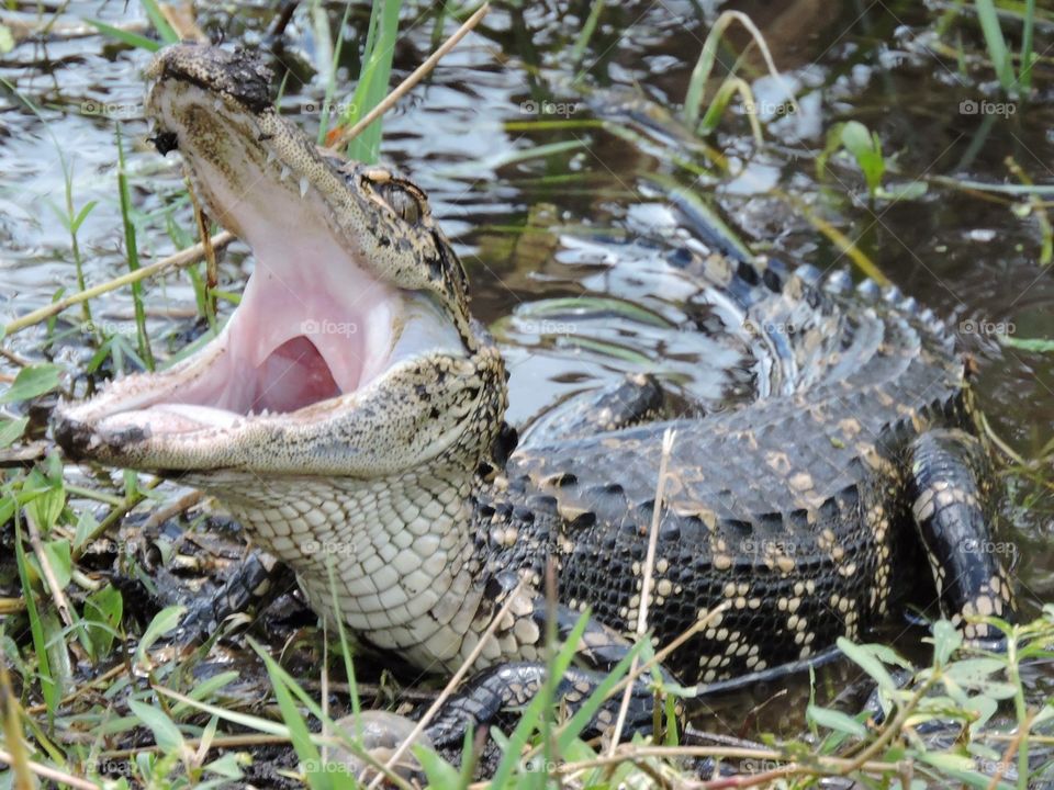 Alligator with mouth wide open