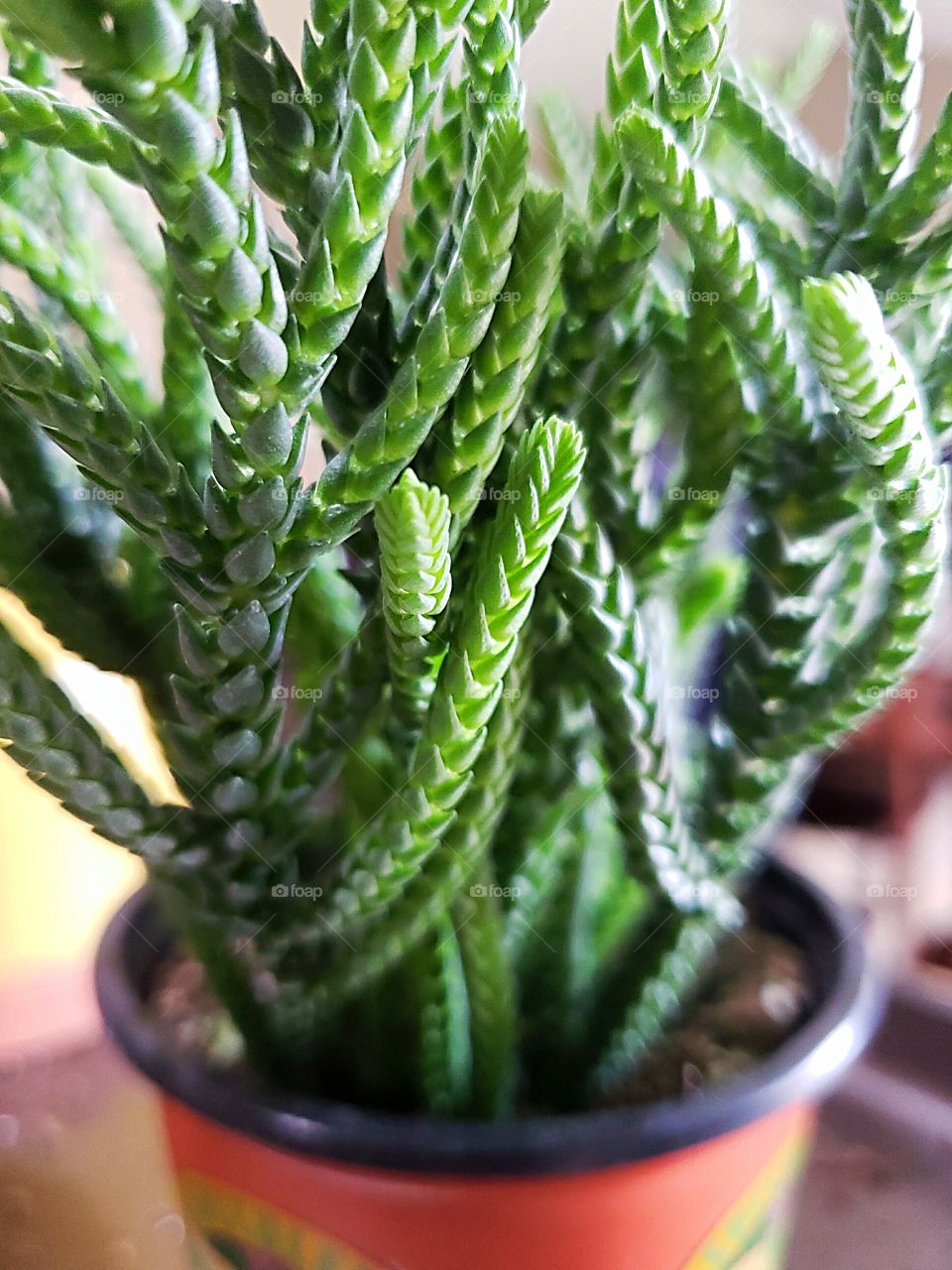 mucosa crassula succulent