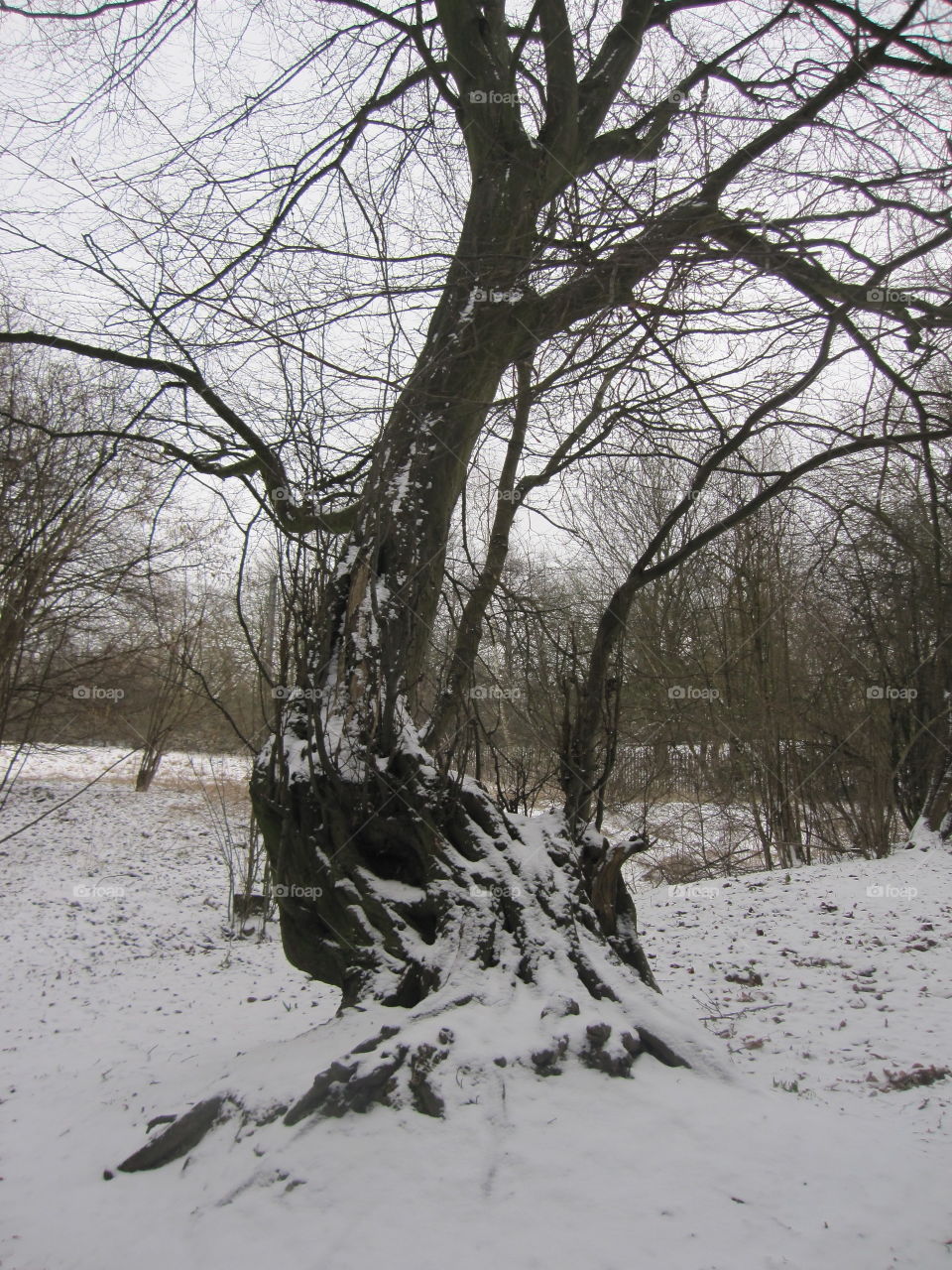 A Dusting Of Snow