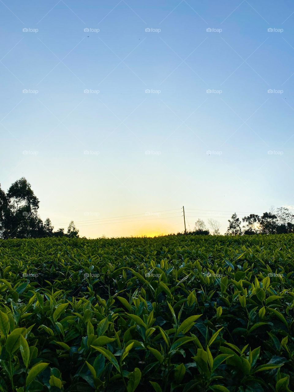 Sunset over tea plantation 🌱