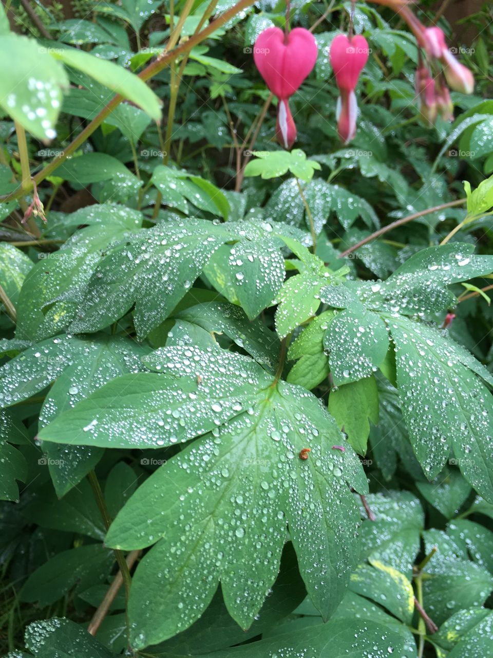 Raindrops on the leaves of a bleeding heart Dicentra plant after a damp summer night