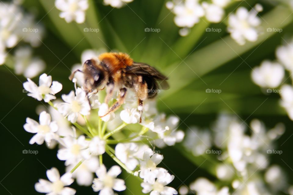 Bee on a flower