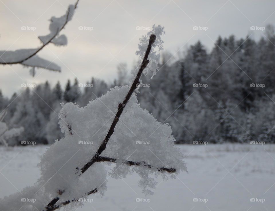 Snowy branch