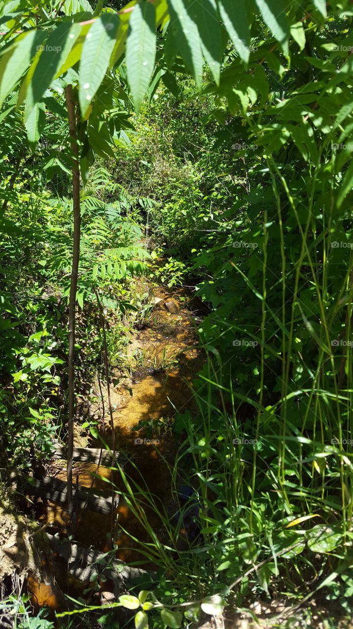 jungle stream