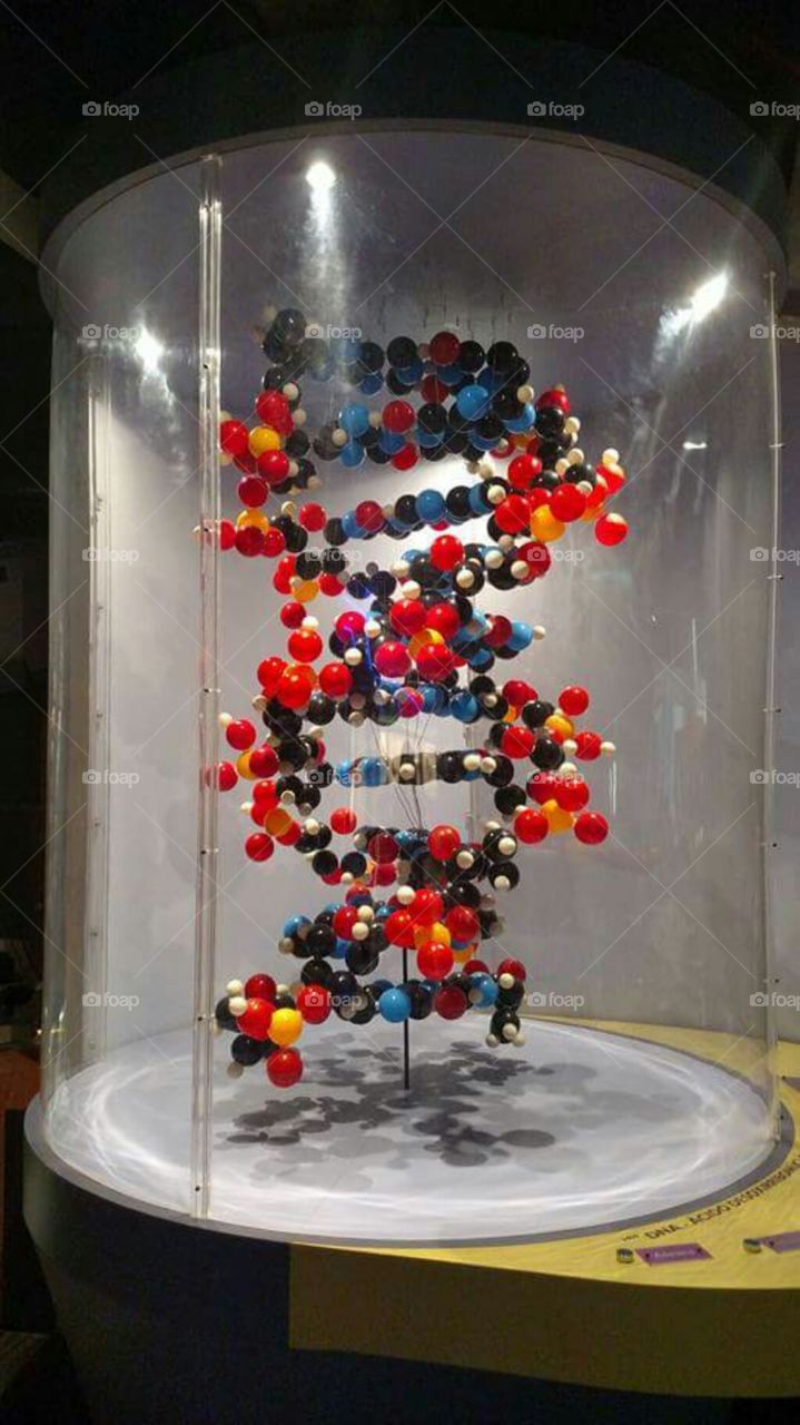 the DNA