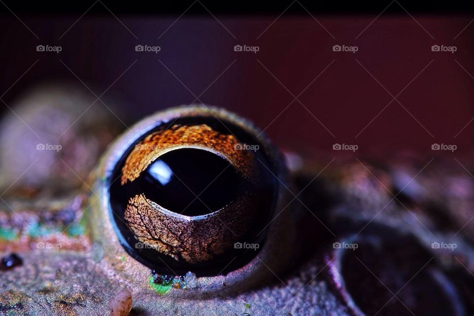 Frogs eye close up