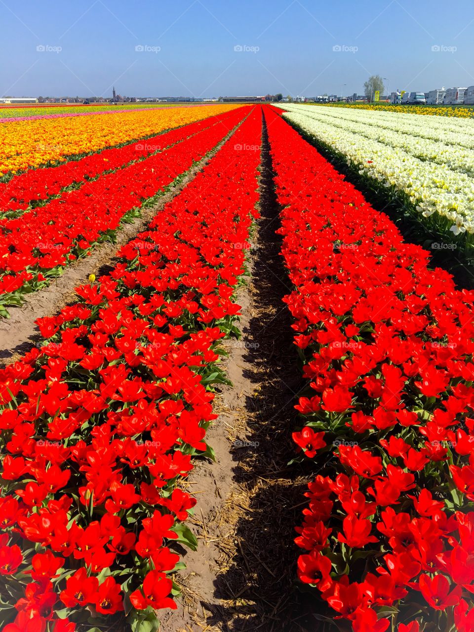 Lisse Colorful tulips Fields 