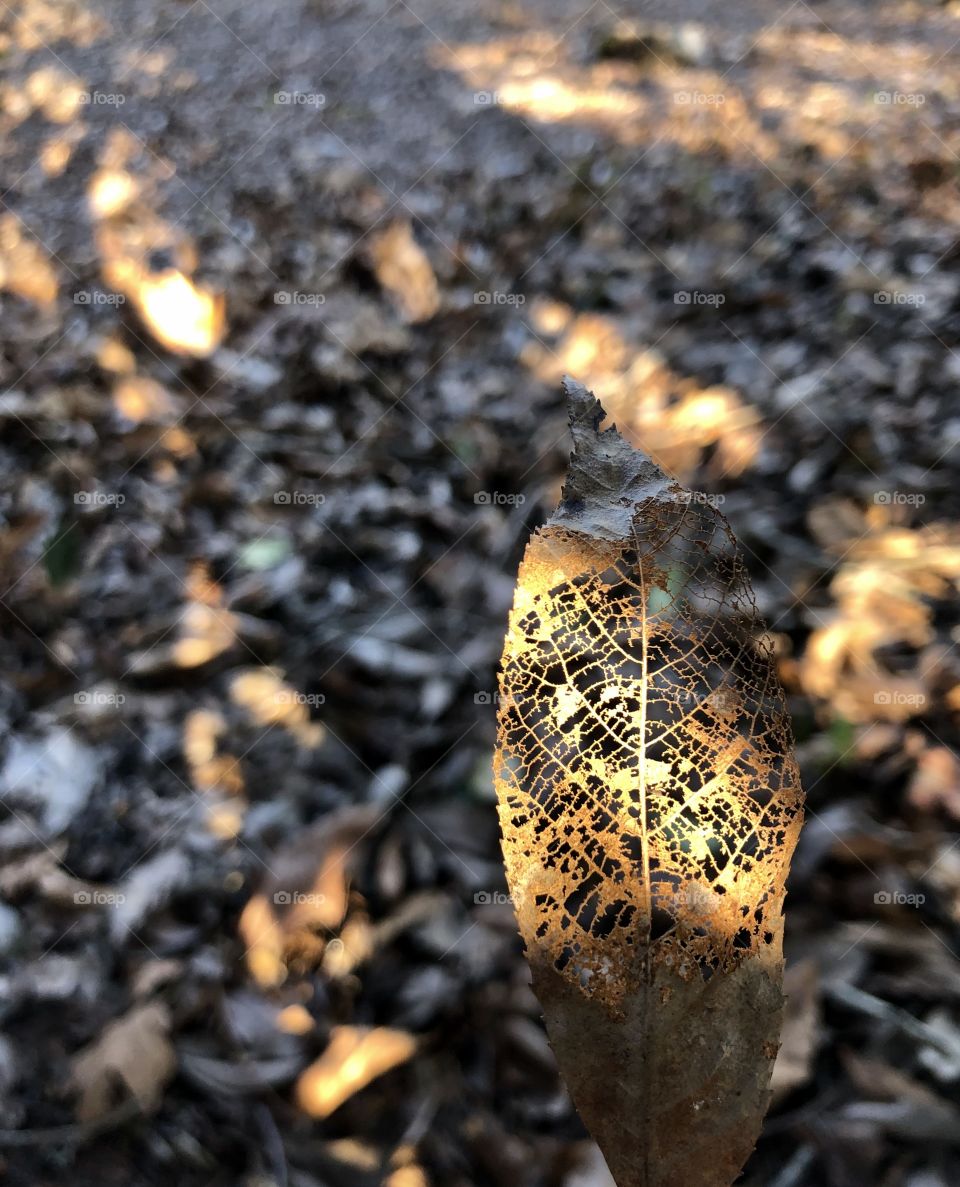 Delicately patterned leaf structure in focus in lower right quadrant of frame with fallen leaves in background all in dappled sunlight 