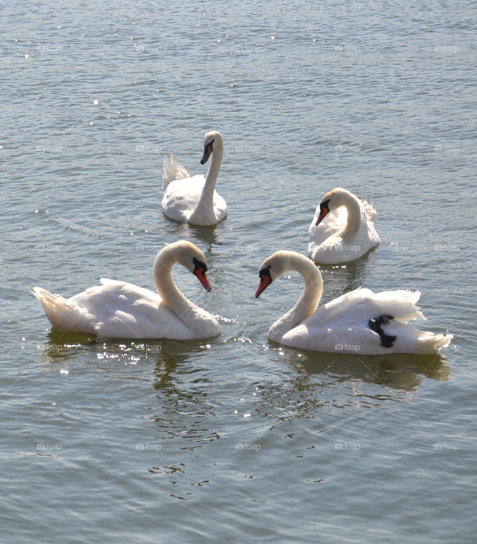 White swans 