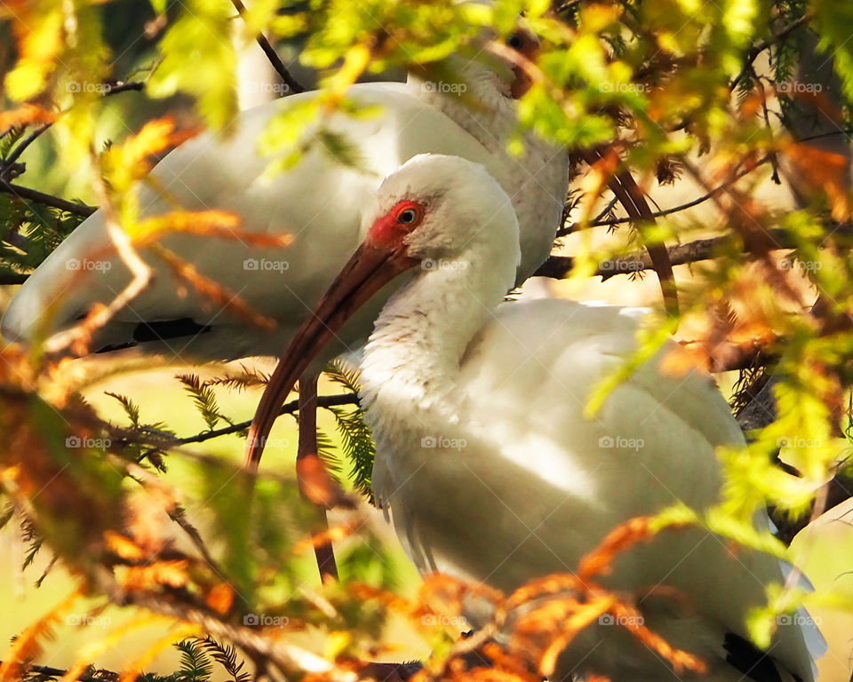 Ibis is tree with fall colors 