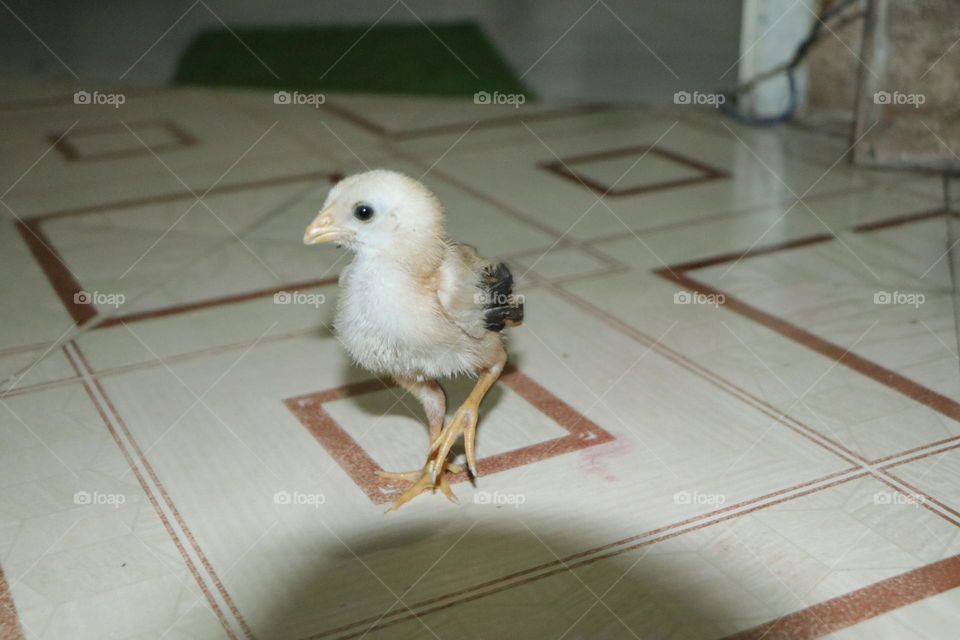 baby hen