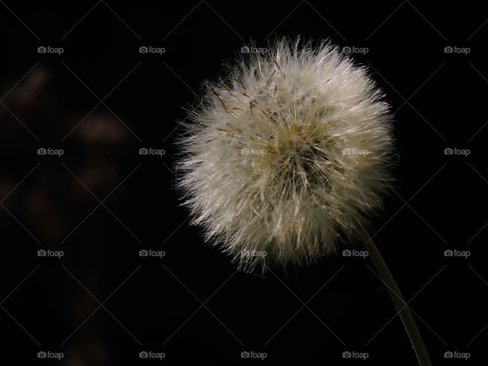 Dandelion