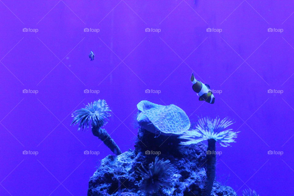 aquarium