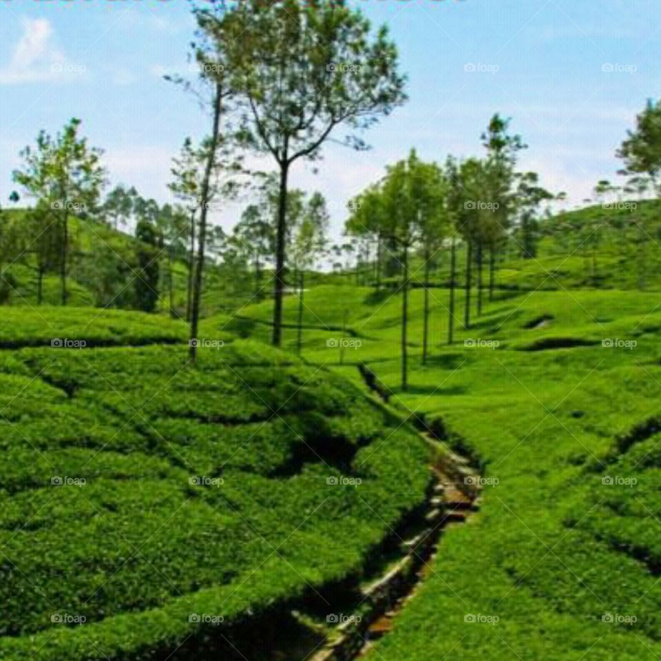 Tea Estate at konnor in India