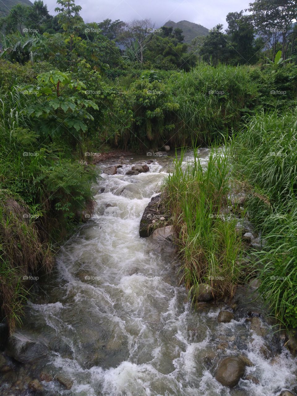 Beautiful, flowing, white water, green stream