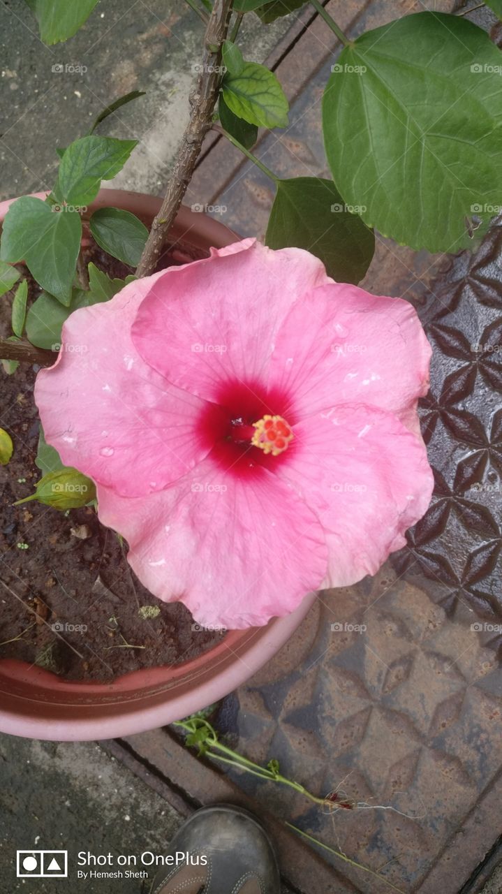 Pink hibiscus flower, pink, you will LOVE, and with a beautiful red color at the center!