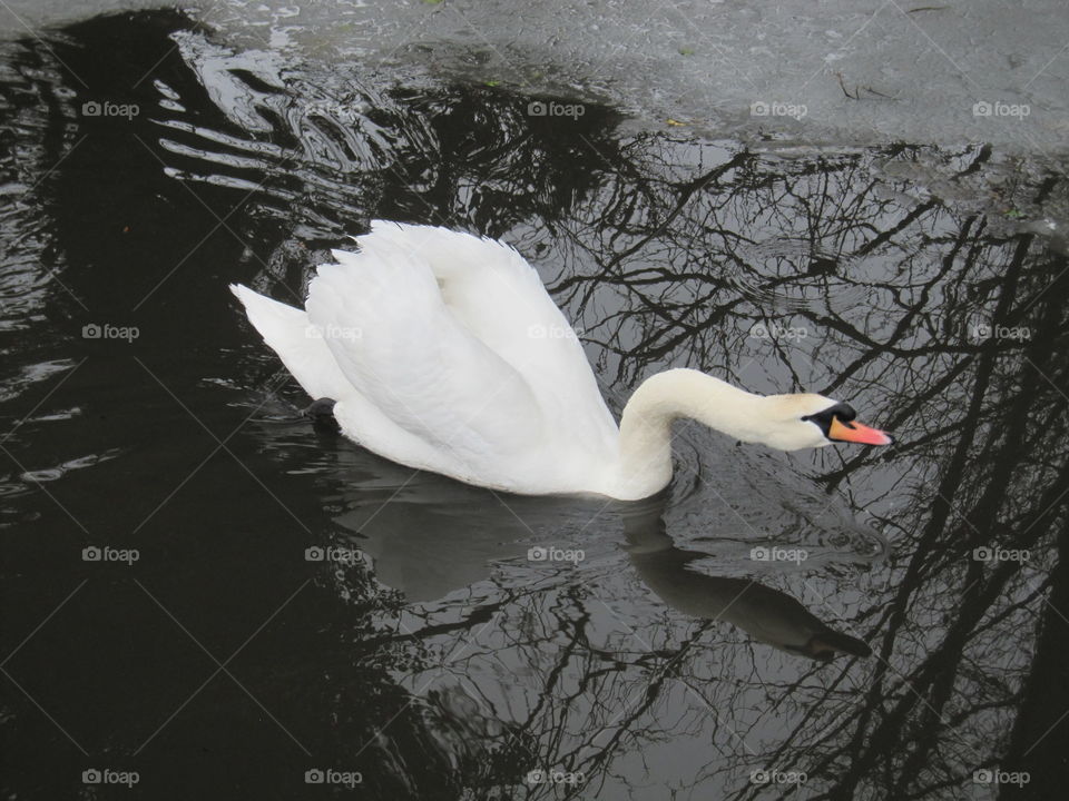 Mute Swan