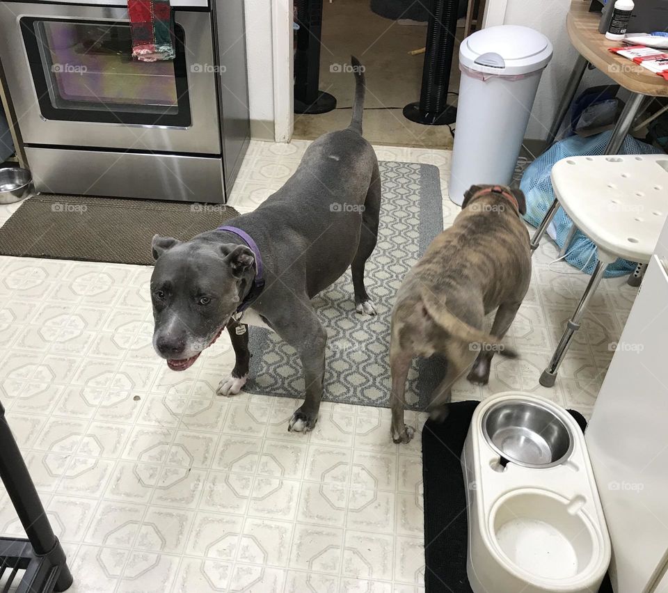 2 Pitt bulls in the kitchen. Grayson and Diva are looking for food when in the kitchen.