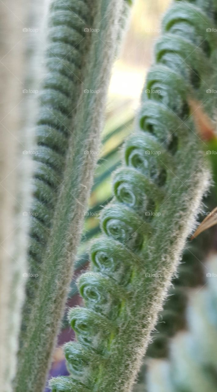 Sago Palm Close-up