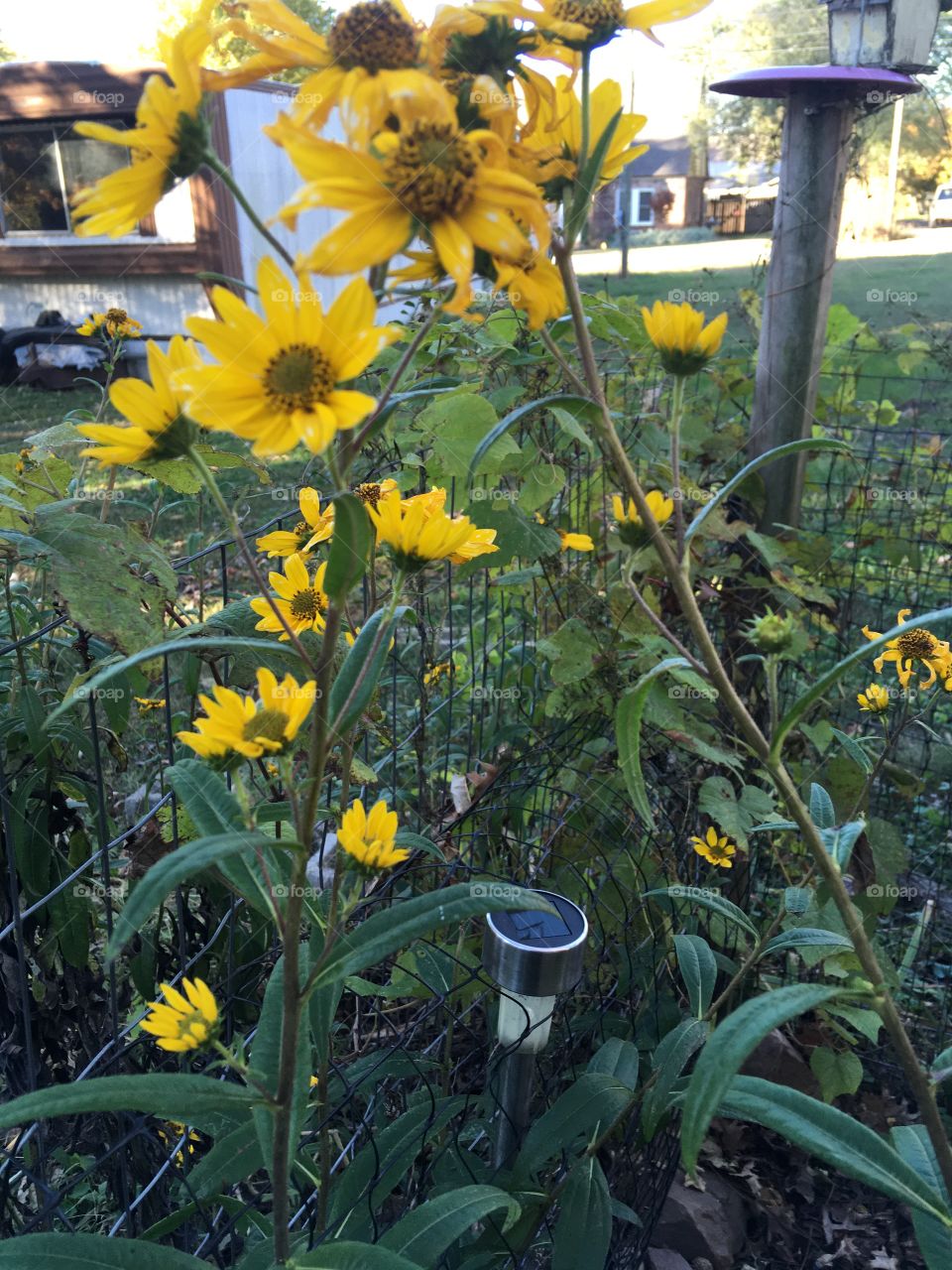The butterflies love these perennial sunflowers and the bees too. Adding color to the fall season.