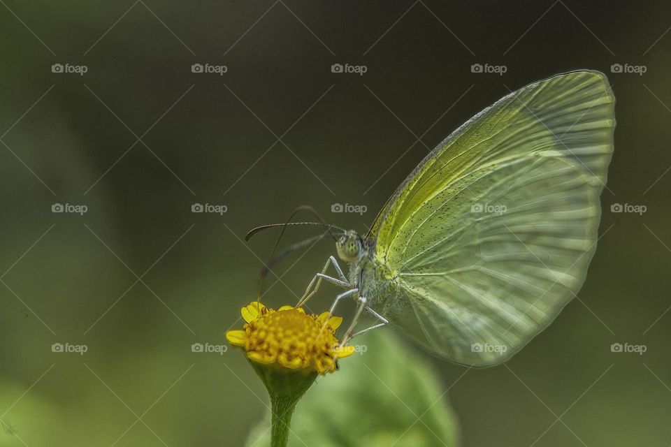 Butterfly on a yellow flower in the forest
