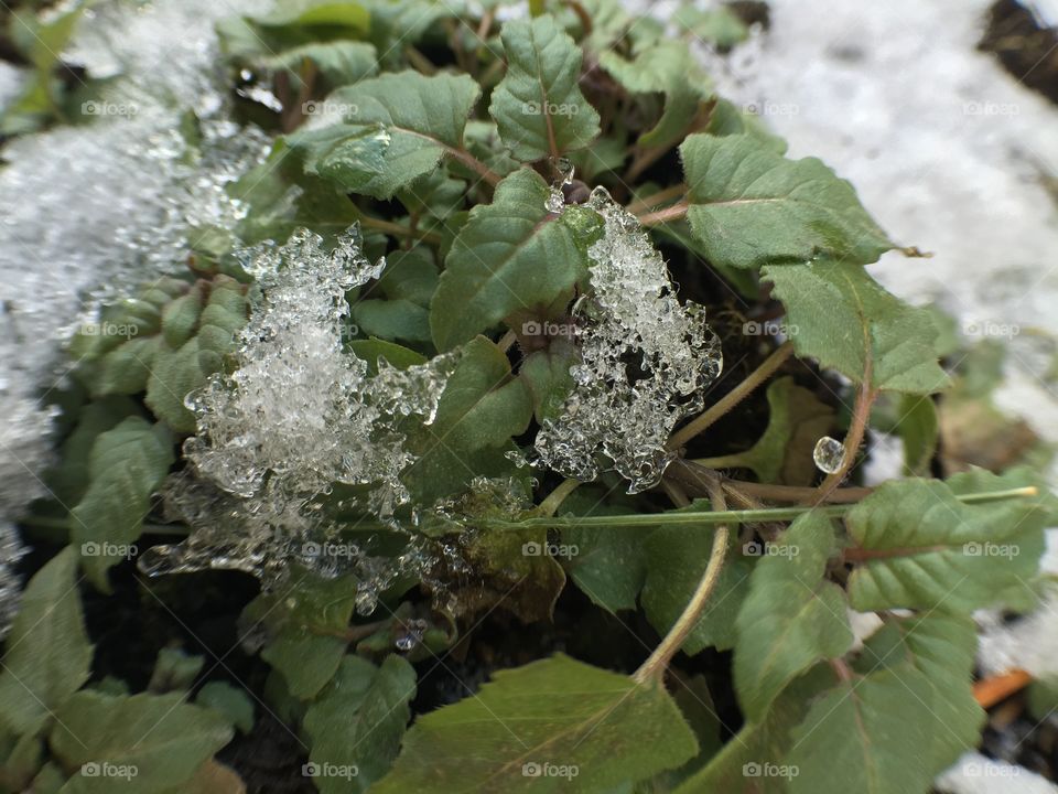 Garden frost