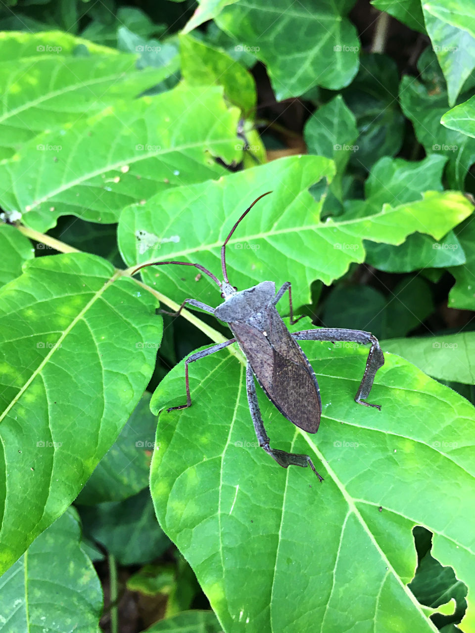 A close up of a leaf footed bug insect on a bright green tree leaf in Northeast Georgia. 