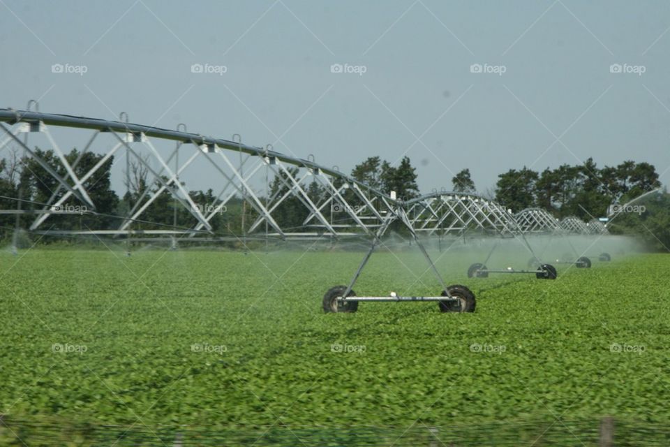 Watering the crop