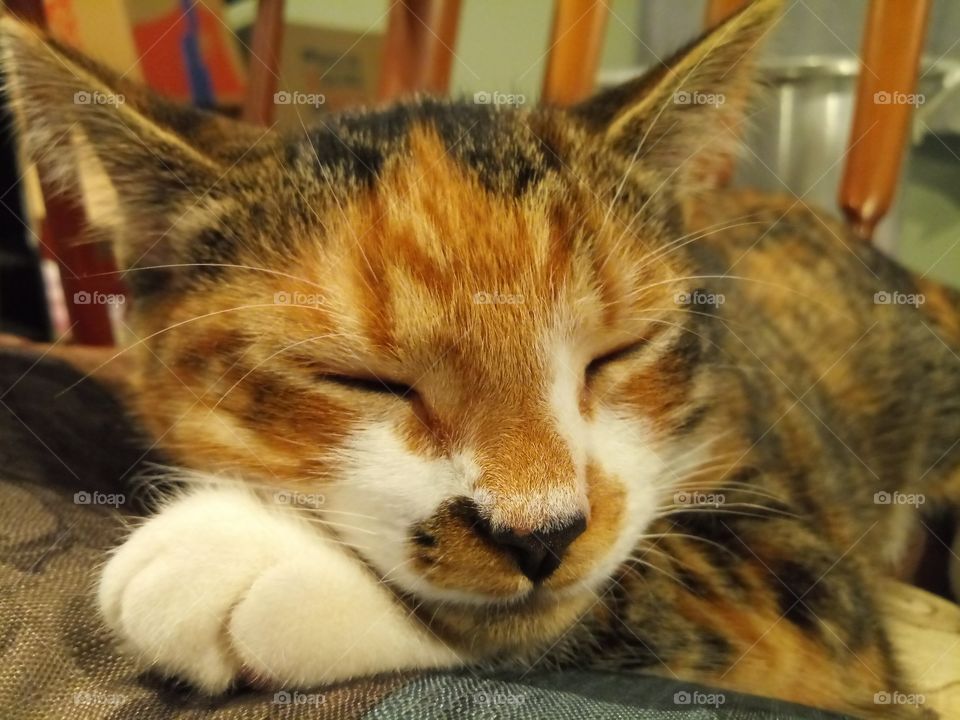 adorable sleeping cat