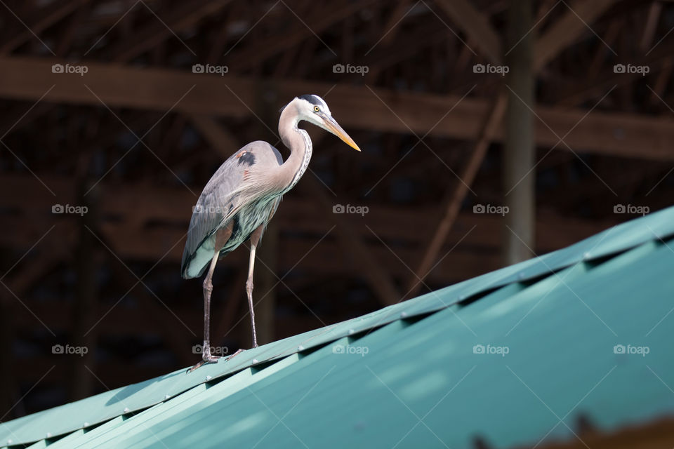 Bird, No Person, Water, Nature, Wildlife