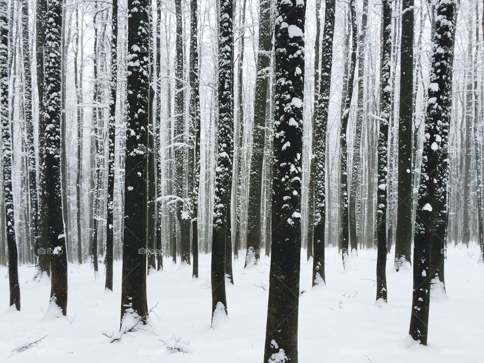 Snowy forest