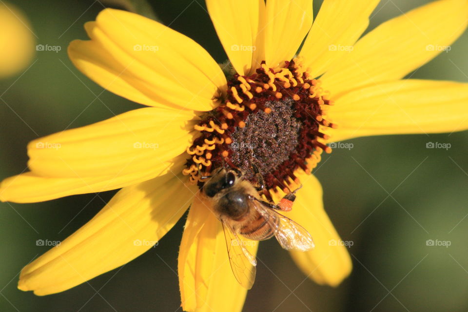 Gold Mining. Macro of a honey bee on a flower